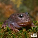 ug_baby_black_hole_pacman_frog_1.jpg