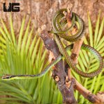 ug_Elegant_Bronzeback_Snake_4.jpg