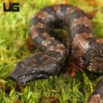 ug_baby_viper_boa_6.jpg