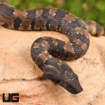 ug_baby_viper_boa_5.jpg