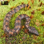 ug_baby_viper_boa_4.jpg