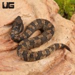 ug_baby_viper_boa_3.jpg