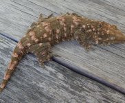 IMG_4859.jpeg
