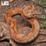 ug_Hypo_Onyx_50%_het_Blood_Gilbert_T _#B12_#B13_(Male)_#B14_(Female)_4.jpg