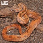 ug_Hypo_Onyx_50%_het_Blood_Gilbert_T _#B12_#B13_(Male)_#B14_(Female)_3.jpg