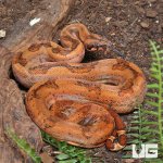 ug_Hypo_Onyx_50%_het_Blood_Gilbert_T _#B12_#B13_(Male)_#B14_(Female)_1.jpg
