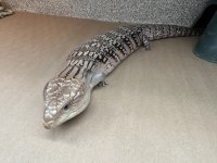 IMG_0312.jpeg