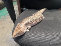 IMG_0309.jpeg