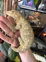 IMG_0322.jpeg
