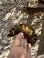 IMG_0314.jpeg