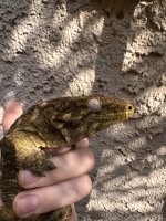 IMG_0316.jpeg