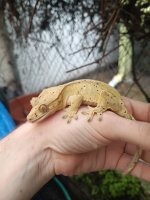 IMG_20250206_162109.jpeg