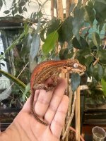 IMG_0334.jpeg