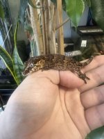 IMG_0333.jpeg