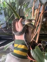 IMG_0338.jpeg