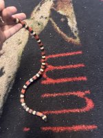 IMG_0343.jpeg