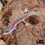 ug_Baby_Striped_Snow_Leopard_Gecko_3.jpg