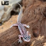 ug_Baby_Striped_Snow_Leopard_Gecko_2.jpg