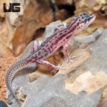 ug_Baby_Striped_Snow_Leopard_Gecko_1.jpg