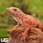 ug_Gold_Dust_Cherry_Anole_1.jpg