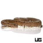 ug_female_spider_ball_python_4.jpg