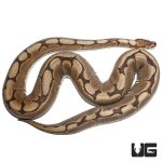 ug_female_spider_ball_python_3.jpg
