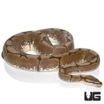 ug_female_spider_ball_python_1.jpg