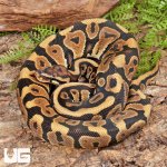 ug_Spotnose_Het_Clown_Ball_Python_#A15_4.jpg