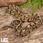 ug_Spotnose_Het_Clown_Ball_Python_#A15_3.jpg