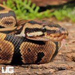 ug_Spotnose_Het_Clown_Ball_Python_#A15_2.jpg