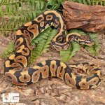 ug_Spotnose_Het_Clown_Ball_Python_#A15_1.jpg