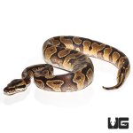 ug_baby_male_orange_dream_enchi_ball_python_2.jpg