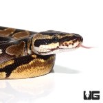 ug_baby_male_orange_dream_enchi_ball_python_1.jpg
