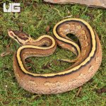 ug_Super_Stripe_Ball_Python_1.jpg