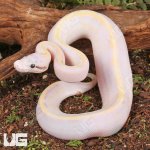 ug_Pastel_Ivory_Ball_Python_2.jpg