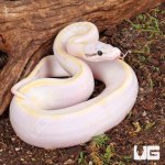ug_Pastel_Ivory_Ball_Python_1.jpg