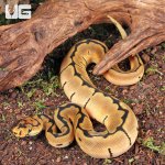 ug_Clown_Spider_Ball_Python_2.jpg