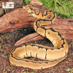 ug_Clown_Spider_Ball_Python_1.jpg