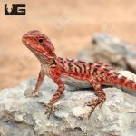 ug_Baby_Inferno_Leatherback_Translucent_Bearded_Dragon_1.jpg