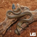 ug_Hatchling_DAlberts_White_Lip_Python_4.jpg