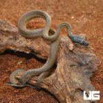 ug_Hatchling_DAlberts_White_Lip_Python_3.jpg