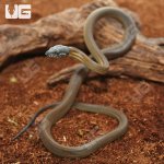 ug_Hatchling_DAlberts_White_Lip_Python_2.jpg