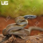 ug_Hatchling_DAlberts_White_Lip_Python_1.jpg