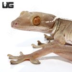 ug_white_line_gecko_4.jpg