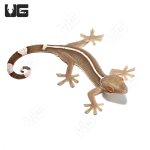 ug_white_line_gecko_3.jpg