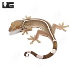 ug_white_line_gecko_2.jpg