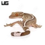 ug_white_line_gecko_1.jpg
