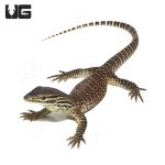 ug_argus_monitor_3.jpg