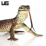 ug_argus_monitor_2.jpg