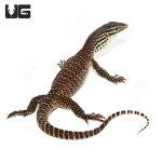 ug_argus_monitor_1.jpg